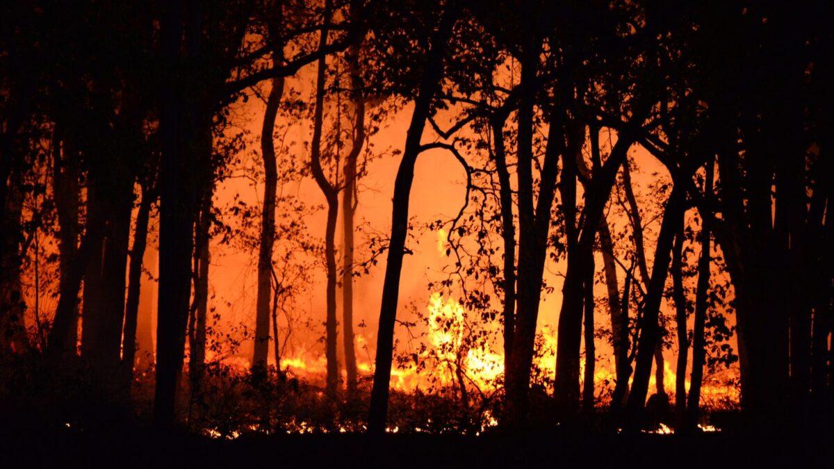 Sul do Amazonas lidera queimadas em agosto: Apuí e Novo Aripuanã somam mais da metade dos focos do estado