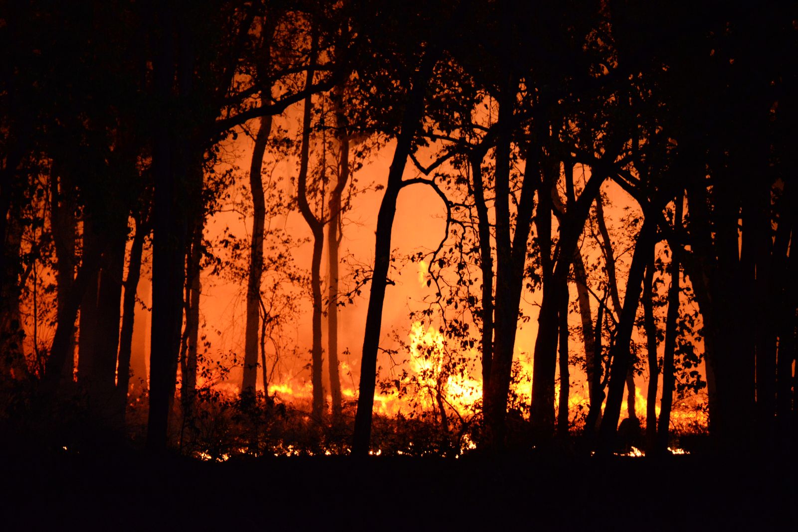 Floresta em chamas