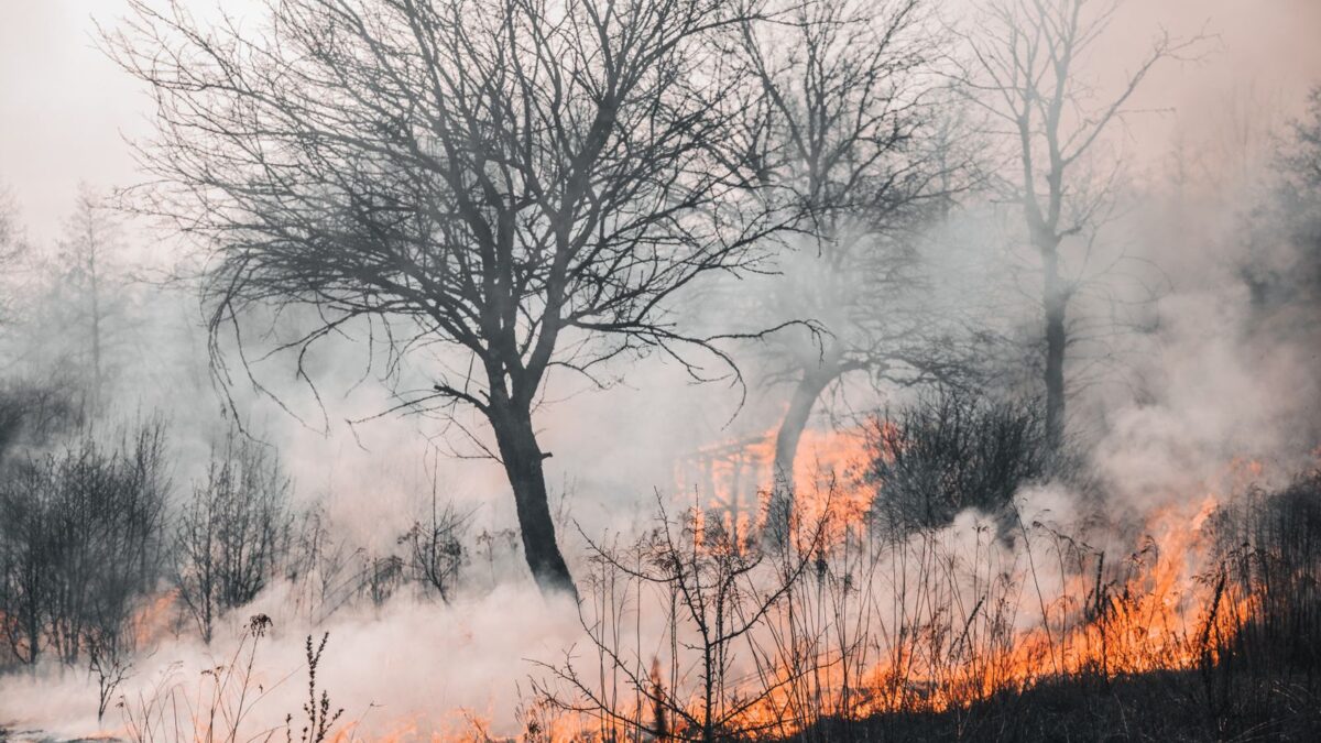 Pantanal (MS) já queimou 4,4 vezes mais que em 2025 — e o alerta vai até outubro