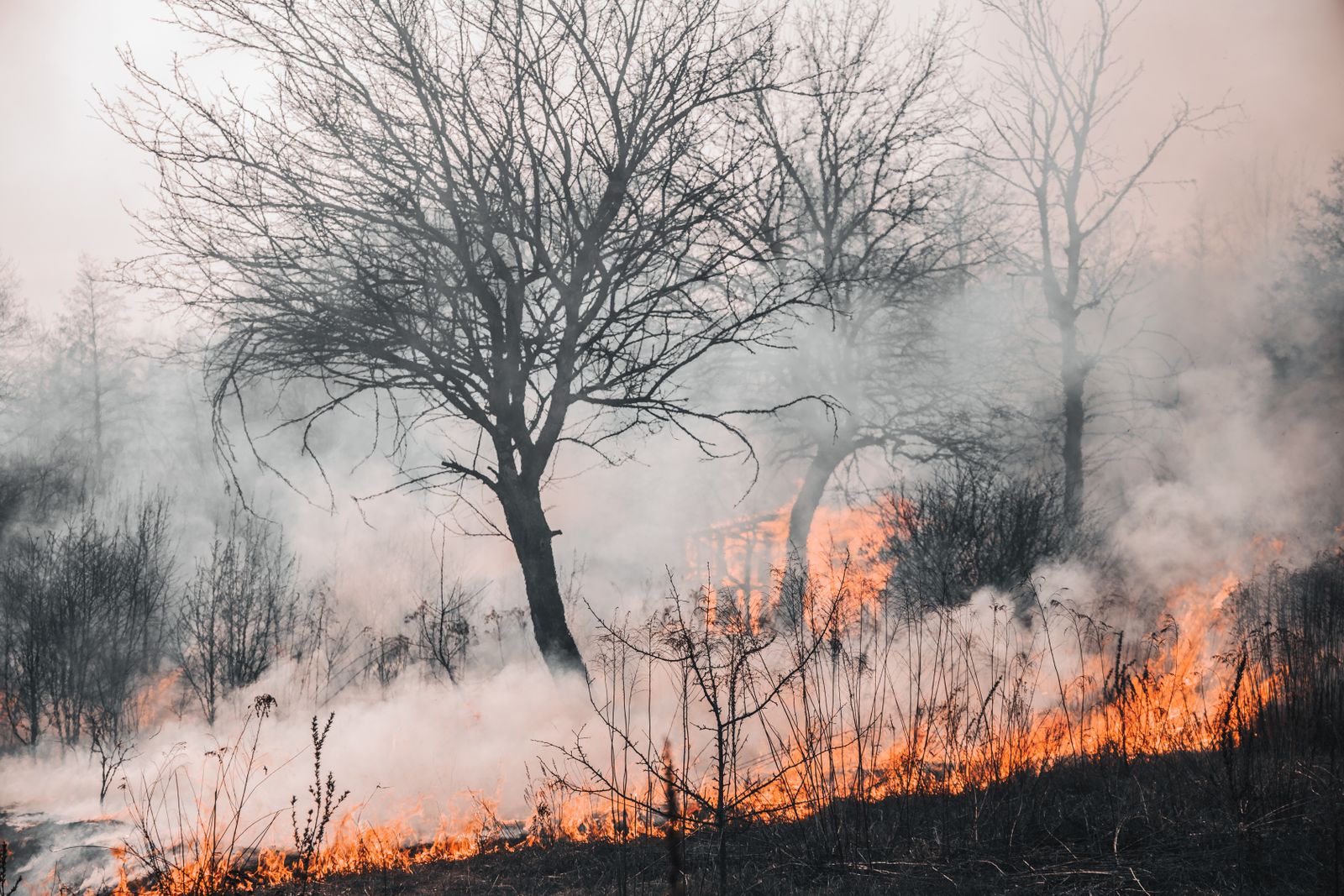 Incêndio florestal devastador com fumaça densa