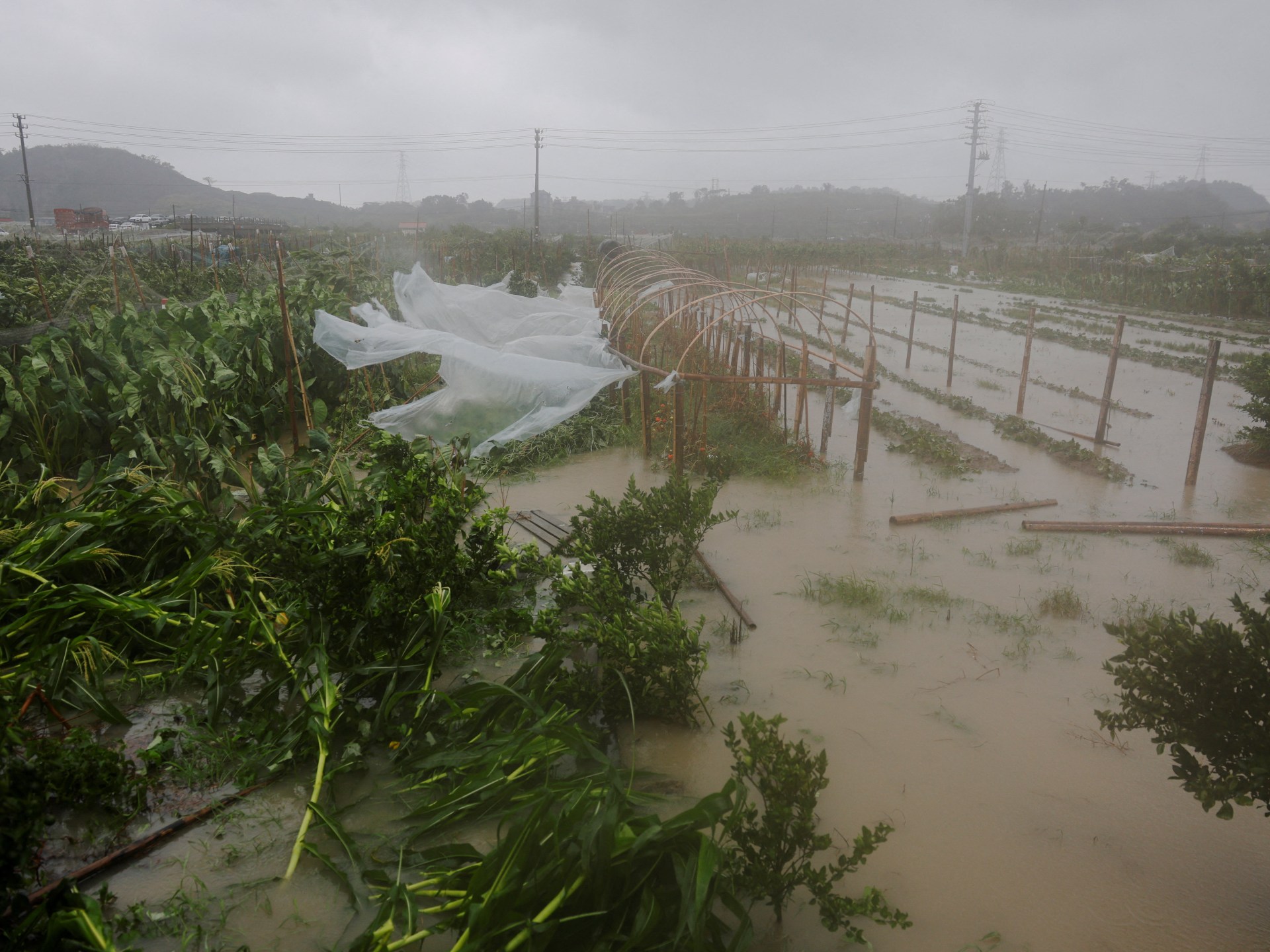 Lavoura alagada pela chuva do tufão Bavi em Wenzhou, Zhejiang