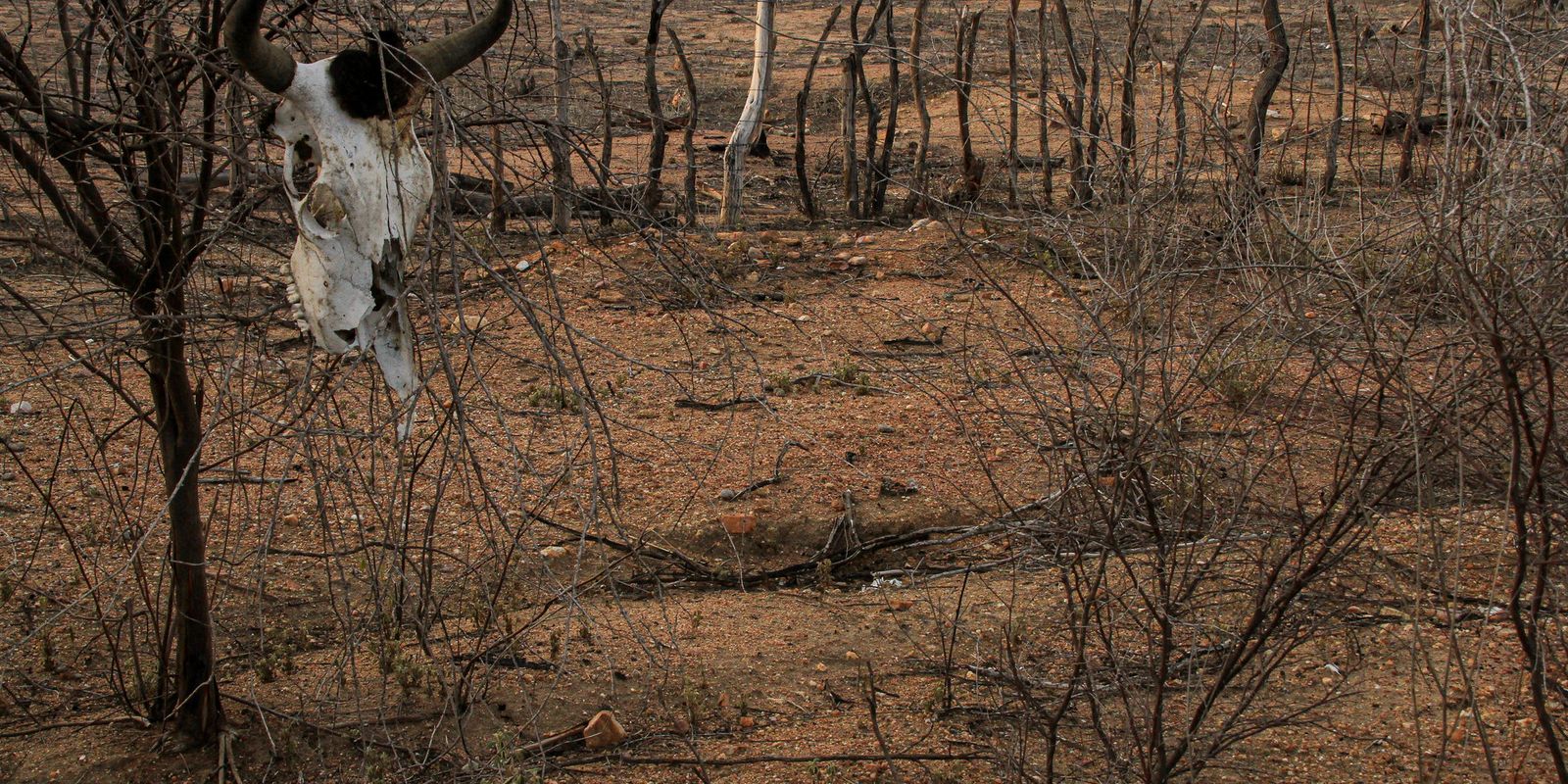 Terreno rachado pela seca no semiárido nordestino, com vegetação ressecada ao fundo