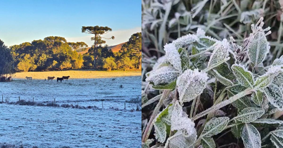 Paisagem de campo coberta de geada ao amanhecer na Serra catarinense