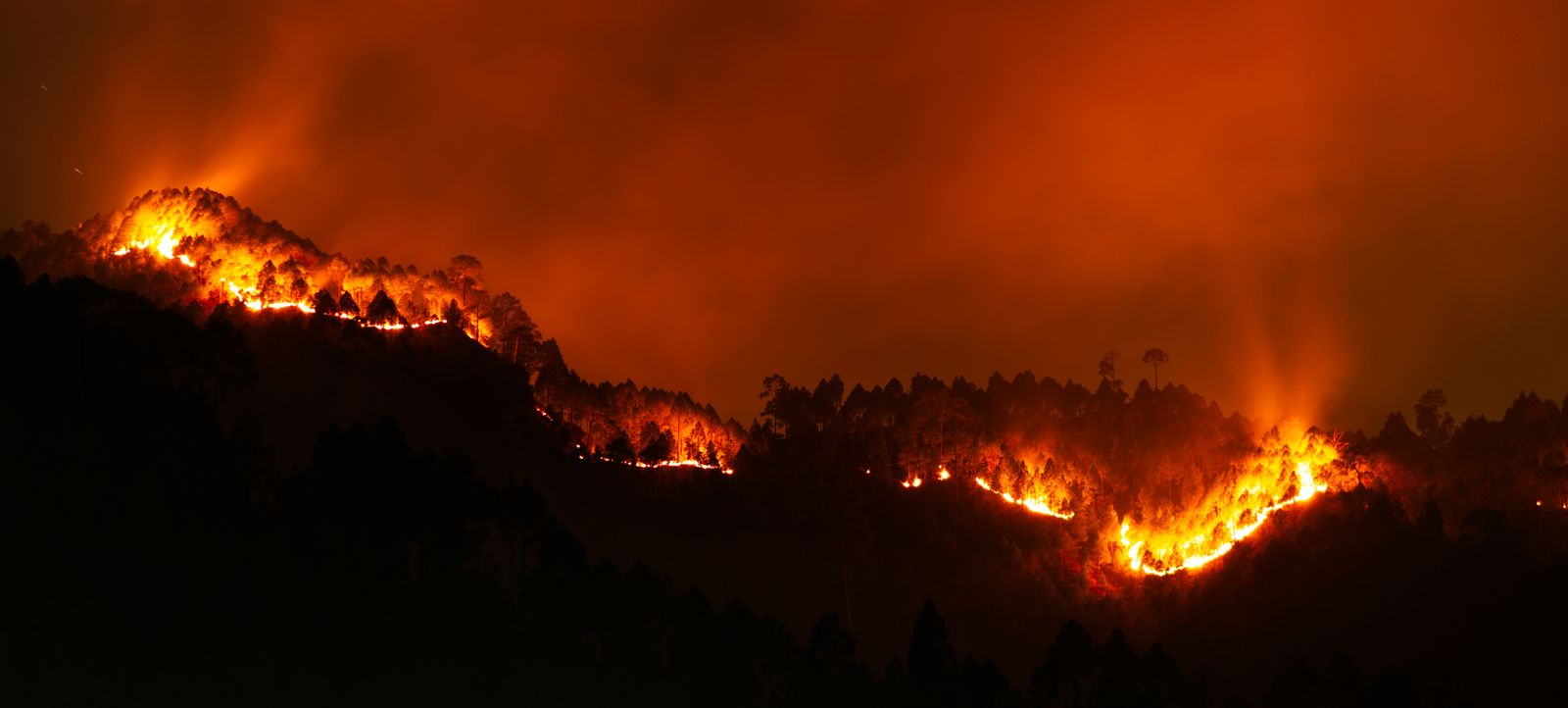 Silhueta de árvores em floresta em chamas