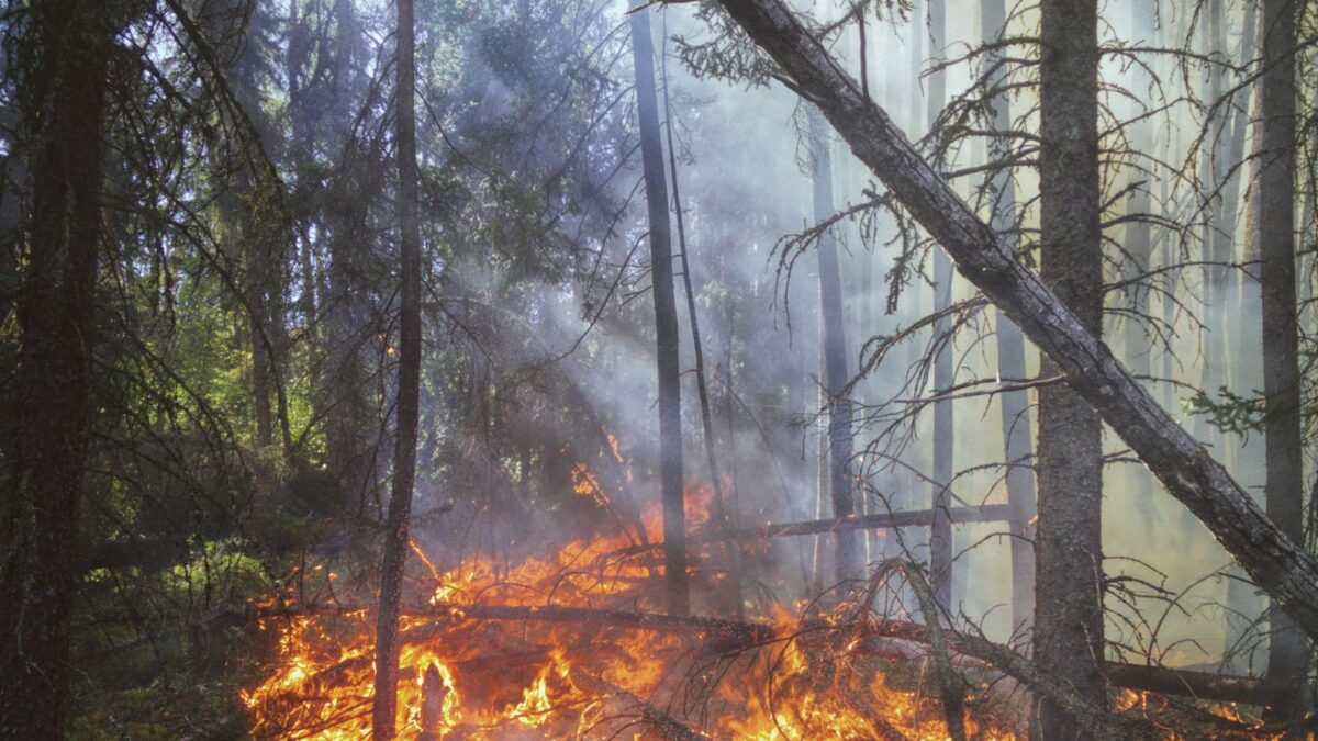 Painel El Niño põe Centro-Oeste e Norte em alerta alto para fogo — com 100% de chance de o fenômeno persistir