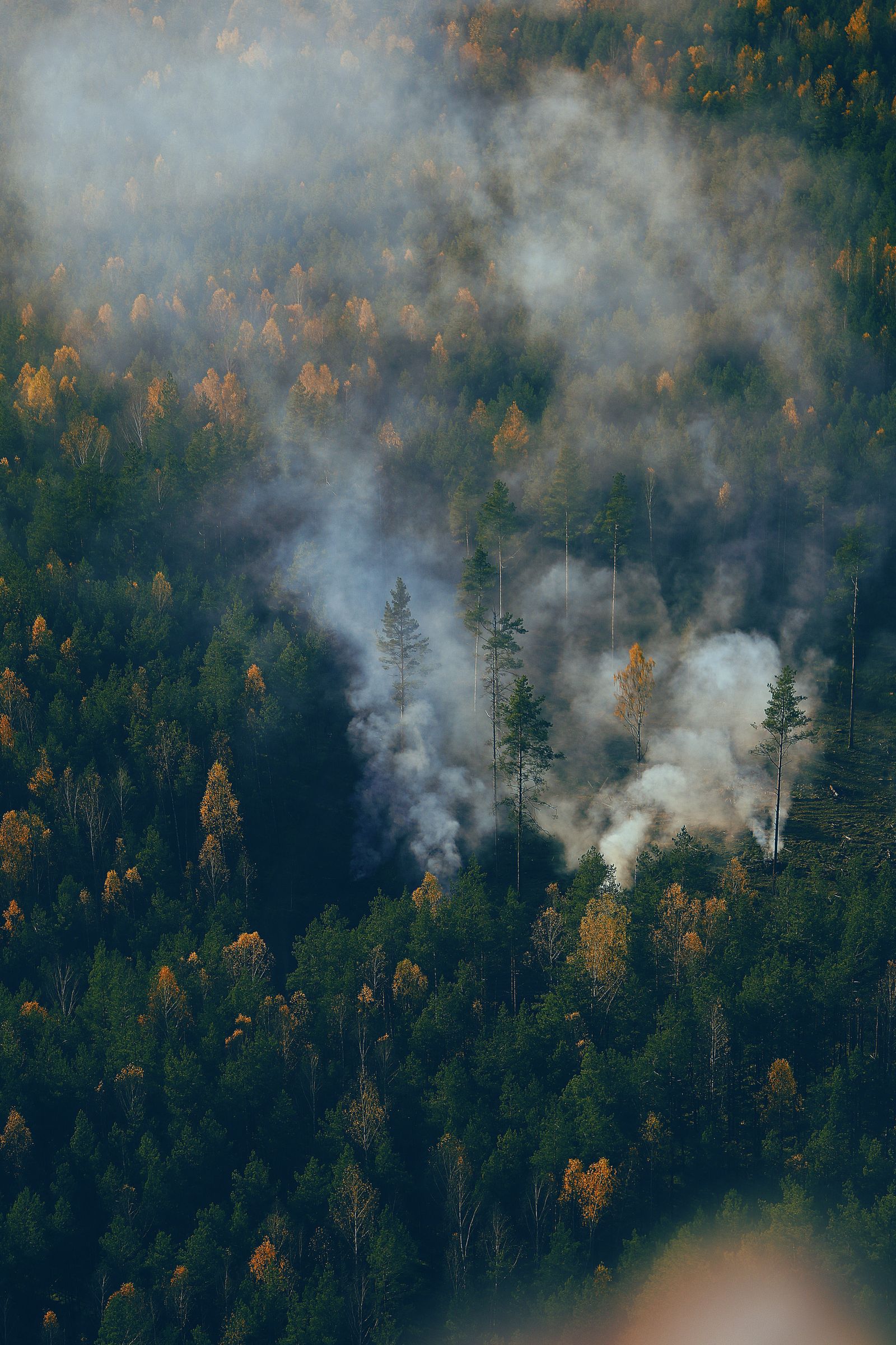 Fumaça de incêndio florestal sobre a floresta